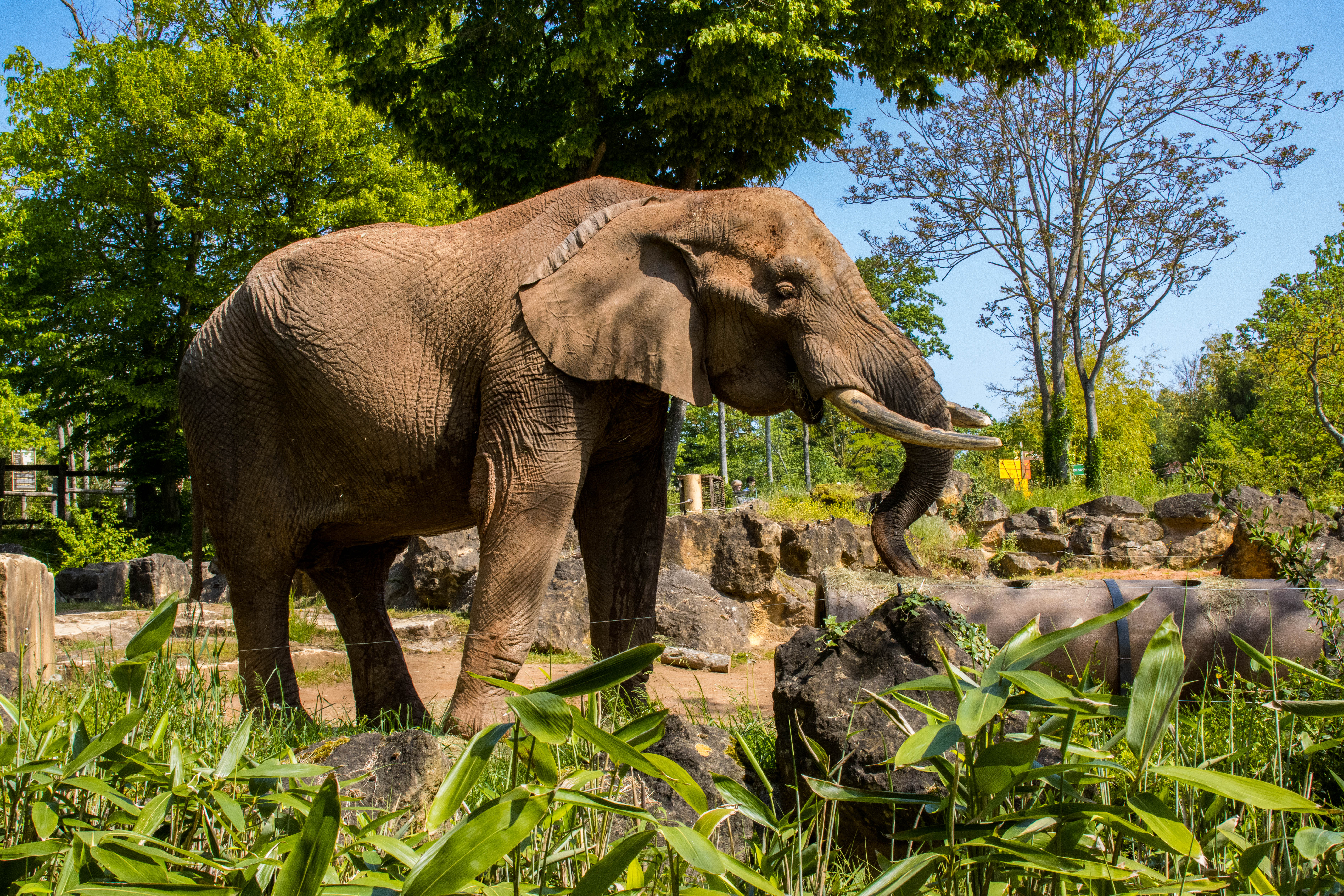 Eléphant d'Afrique-_MG_5740.jpg